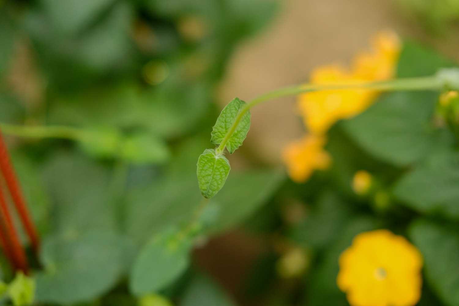 翼叶山牵牛如何才能开满花，花语是什么