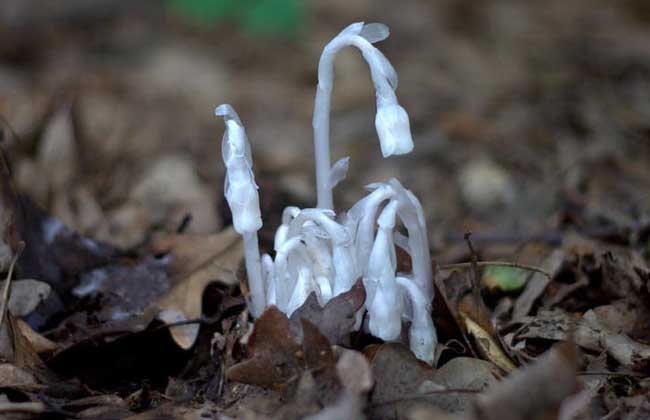 水晶兰的花语