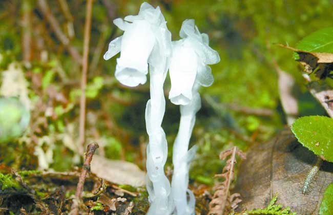 水晶兰的花语