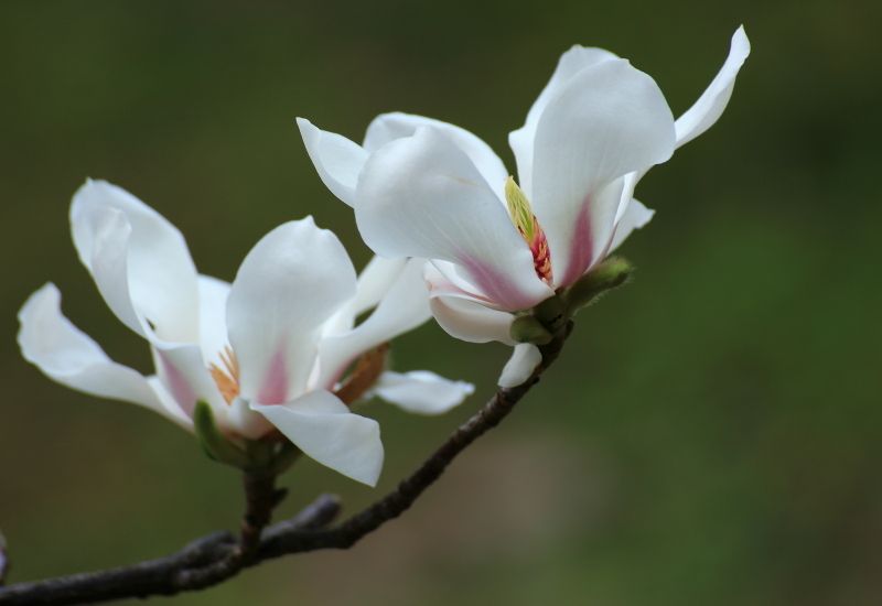 木兰花花语传说，高洁的品格