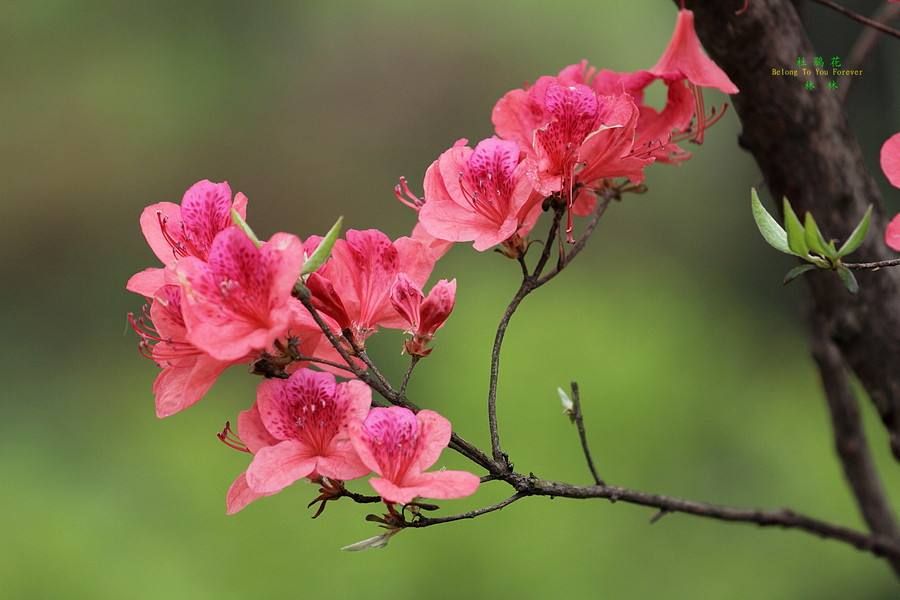 紫色杜鹃花的花语是什么，寓意是什么