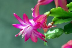 蟹爪兰花的花语代表什么？