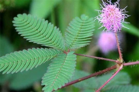 含羞草的花语，含羞草有毒吗