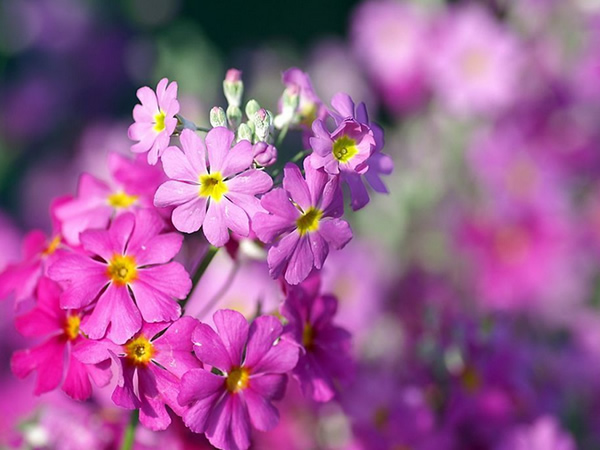 报春花花语是什么，报春花的花语居然这么美