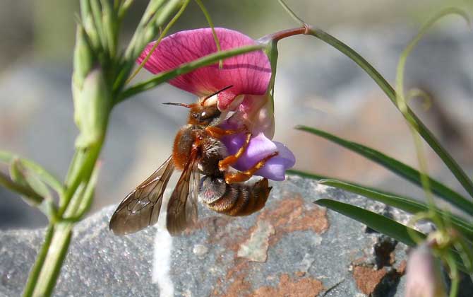 蜜蜂