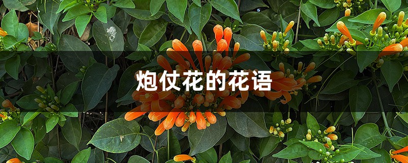 炮仗花的花语和寓意,有什么文化意义 炮仗花的花语和寓意,有什么文化意义