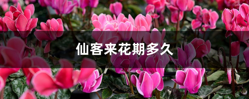 仙客来花期多久，开花期怎么养