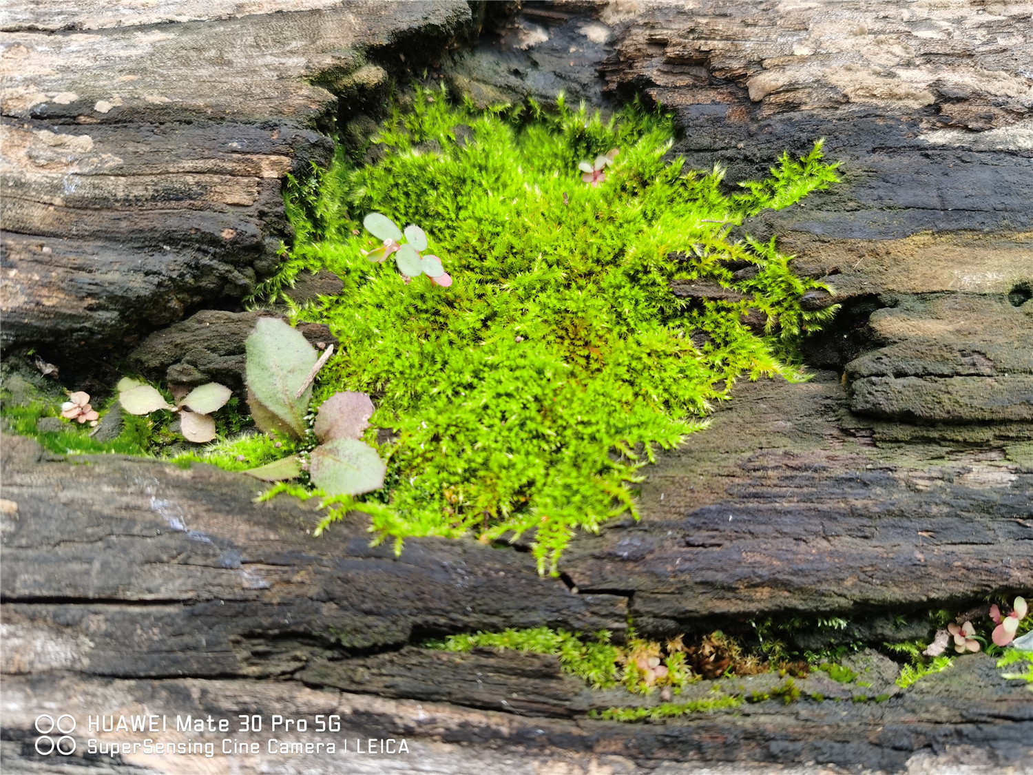 苔藓