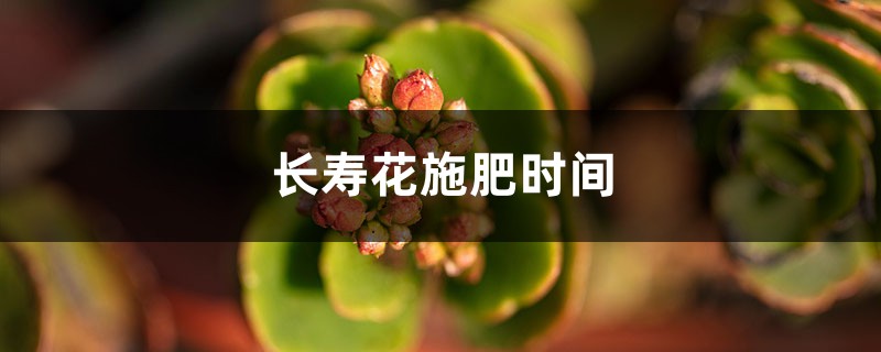 长寿花施肥时间，施肥后叶软发黄怎么办