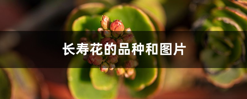 长寿花的品种和图片，叶子发黄是什么原因