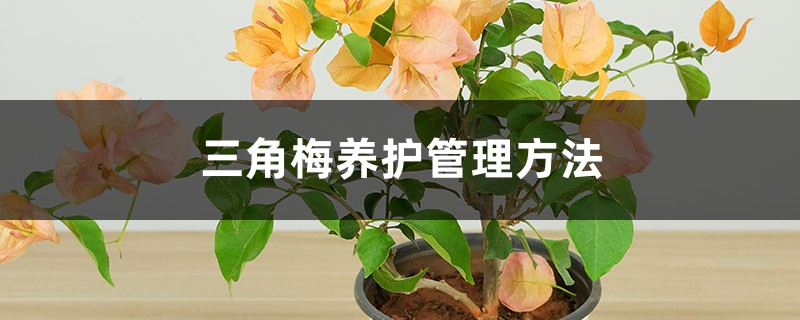 三角梅养护管理方法，开花几天就掉为什么