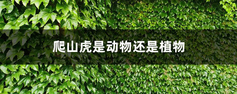 爬山虎是动物还是植物，细丝有什么作用