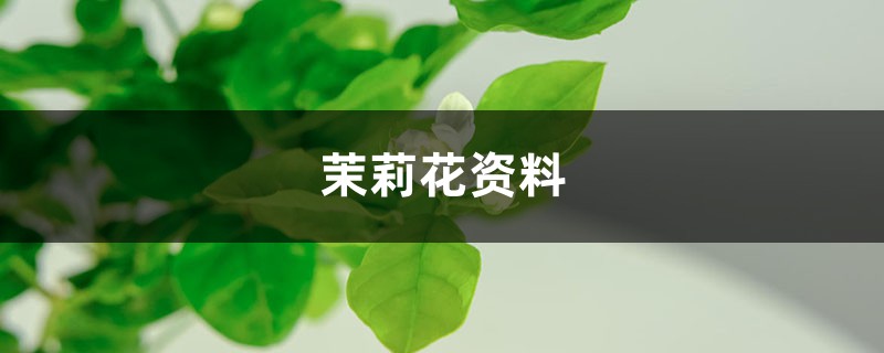 茉莉花资料，茉莉花图片