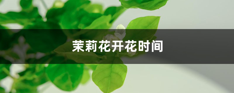 茉莉花开花时间，茉莉花的花期多长