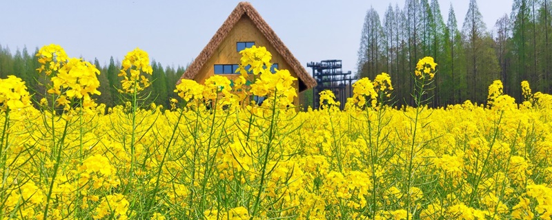 舟山适合养什么花，市花和市树是什么