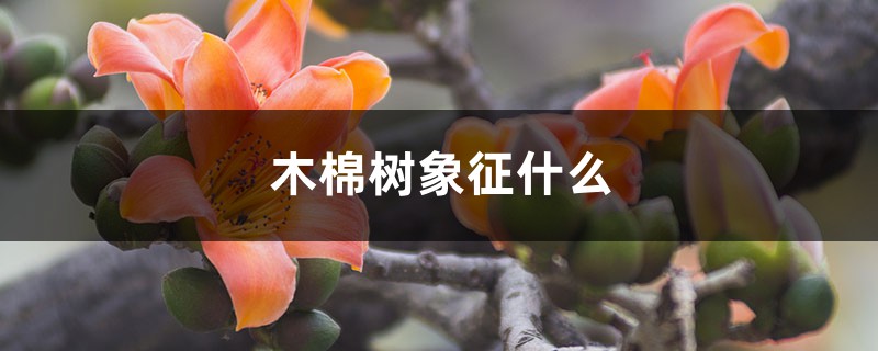 木棉树象征什么，什么时候开