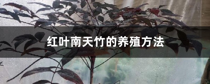 红叶南天竹的养殖方法