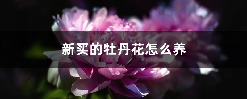 新买的牡丹花怎么养