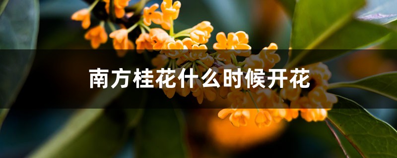 南方桂花什么时候开花，南方桂花与北方桂花的区别