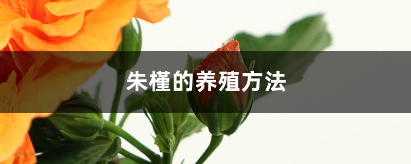 朱槿的养殖方法