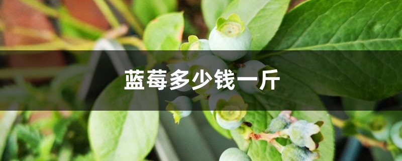 蓝莓多少钱一斤，蓝莓价格