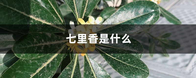 七里香是什么，七里香图片