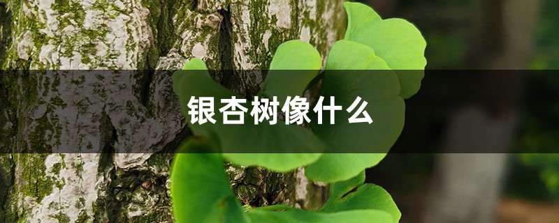 银杏树像什么，银杏图片