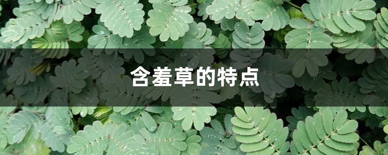 含羞草的特点（植物含羞草），含羞草图片