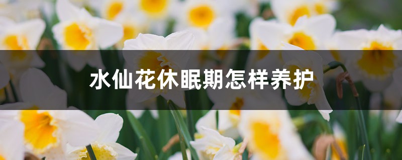 水仙花休眠期怎样养护，水仙花休眠期过后怎么管理