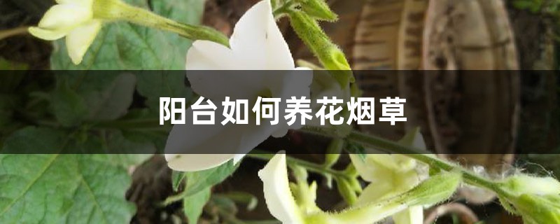 阳台如何养花烟草，需要注意什么