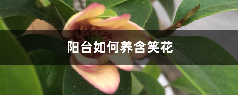 阳台如何养含笑花，需要注意什么