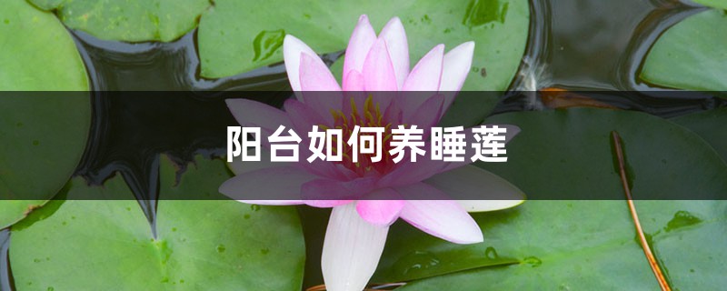 阳台如何养睡莲，需要注意什么