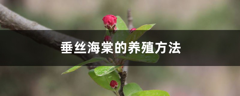 垂丝海棠的养殖方法和注意事项