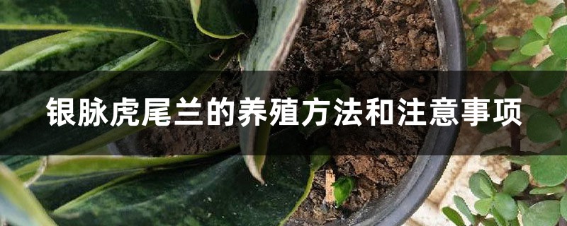 银脉虎尾兰的养殖方法和注意事项