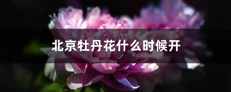 北京牡丹花什么时候开