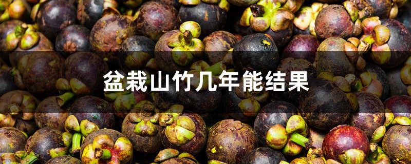 盆栽山竹几年能结果