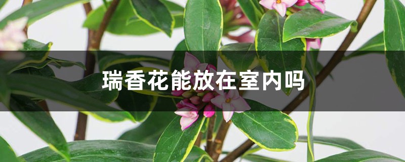 瑞香花能放在室内吗