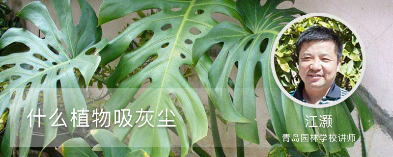 什么植物吸灰尘