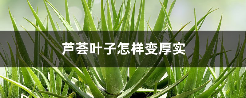 芦荟叶子怎样变厚实