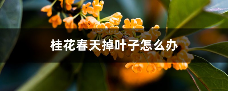 桂花春天掉叶子怎么办