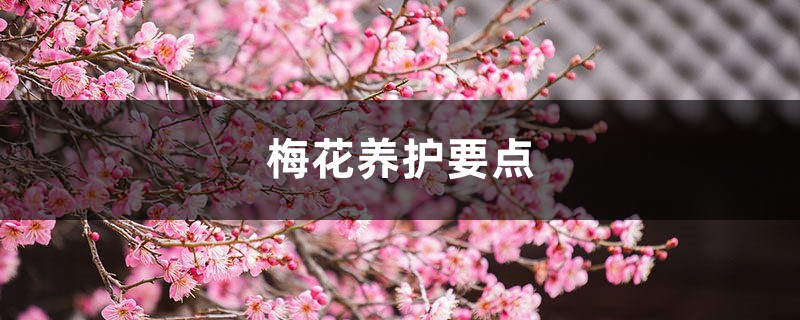 梅花养护要点