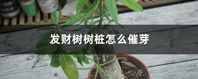 发财树树桩怎么催芽