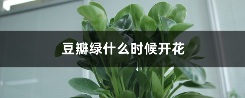 豆瓣绿什么时候开花