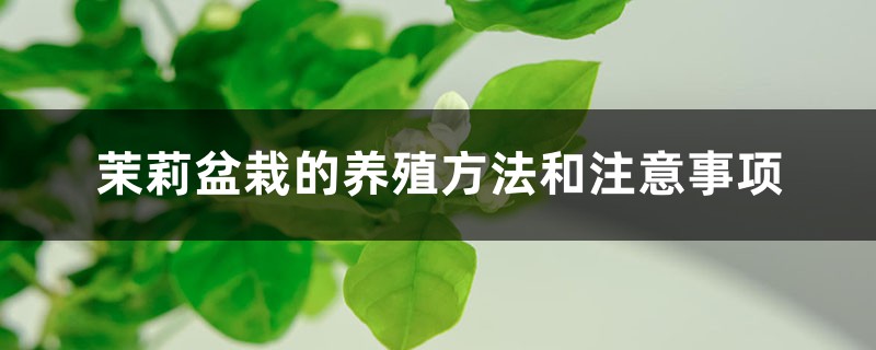 茉莉盆栽的养殖方法和注意事项