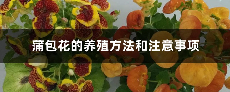 蒲包花的养殖方法和注意事项