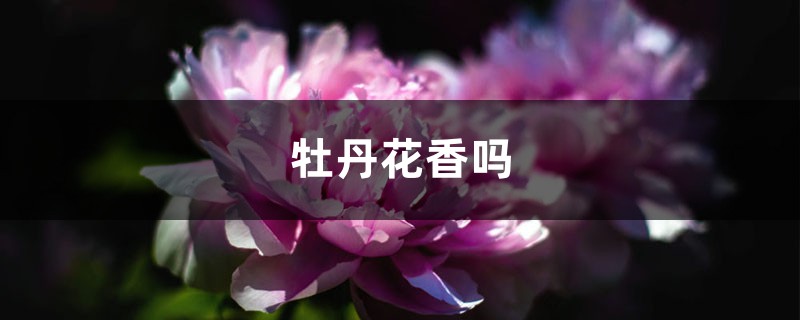 牡丹花香吗（附不同颜色品种花香的介绍）