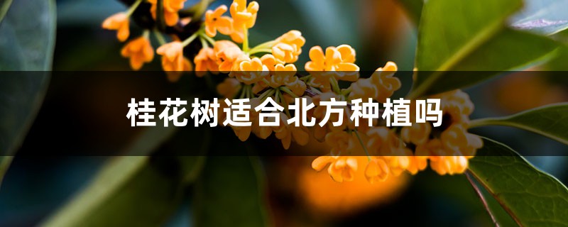 桂花树适合北方种植吗