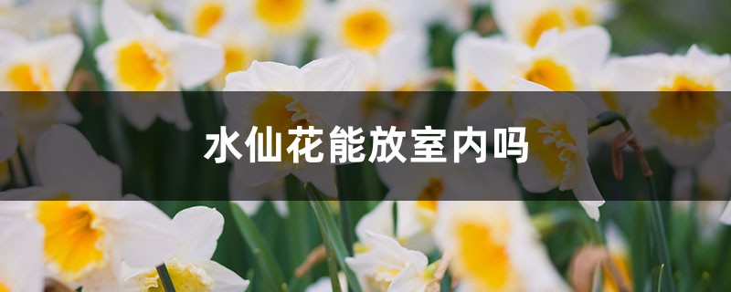 水仙花能放室内吗，在家怎么养？