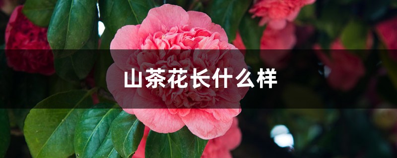 山茶花长什么样