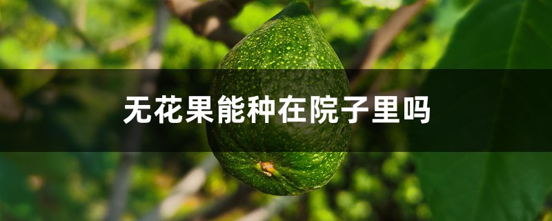 无花果能种在院子里吗